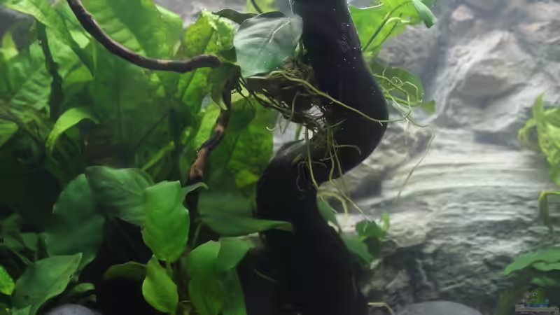 Aquarium Old but Gold aufgelöst von Trimmy (9)