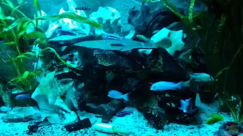 Aquarium Old school Becken von Angelo Nardello (2)