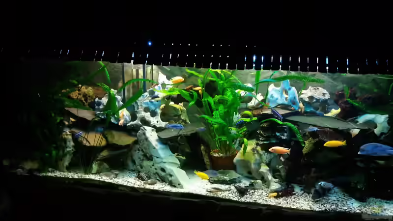 Aquarium Old school Becken von Angelo Nardello (3)