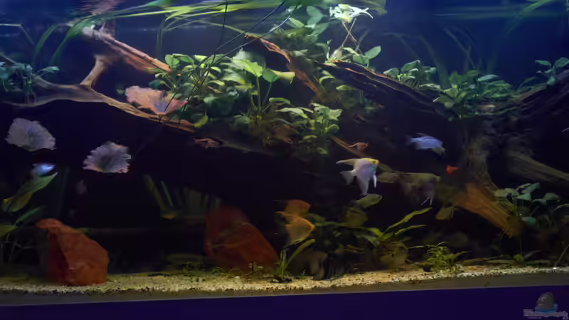 Aquarium Oldschool Panorama von Enrico Friedrich (11)