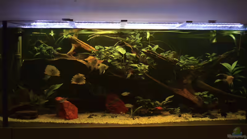 Aquarium Oldschool Panorama von Enrico Friedrich (13)