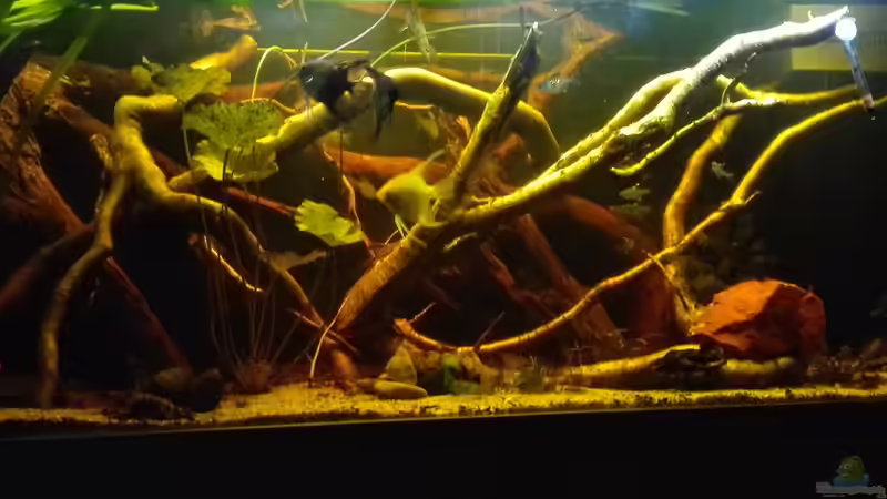 Aquarium Oldschool Panorama von Enrico Friedrich (2)