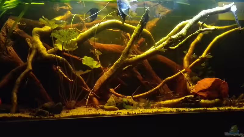 Aquarium Oldschool Panorama von Enrico Friedrich (3)