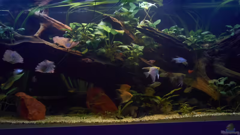 Aquarium Oldschool Panorama von Enrico Friedrich (5)