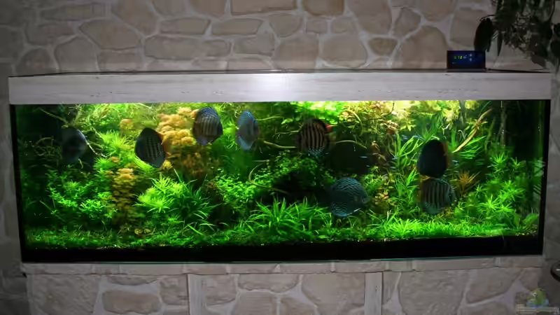 Aquarium On The Riverbank von @mazonas (12)