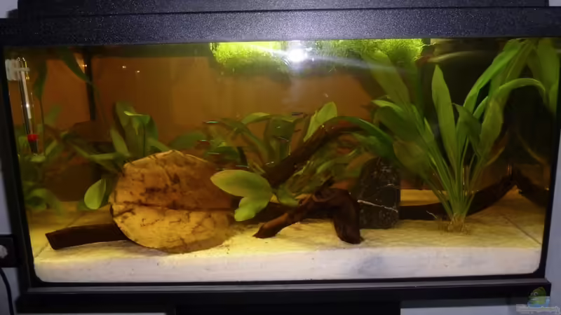 Aquarium Orinoco Flow von Sebastian K. (2)