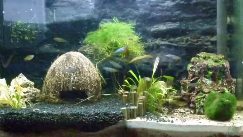 Aquarium Oryzias-Becken 39l von Goldfischfan (2)