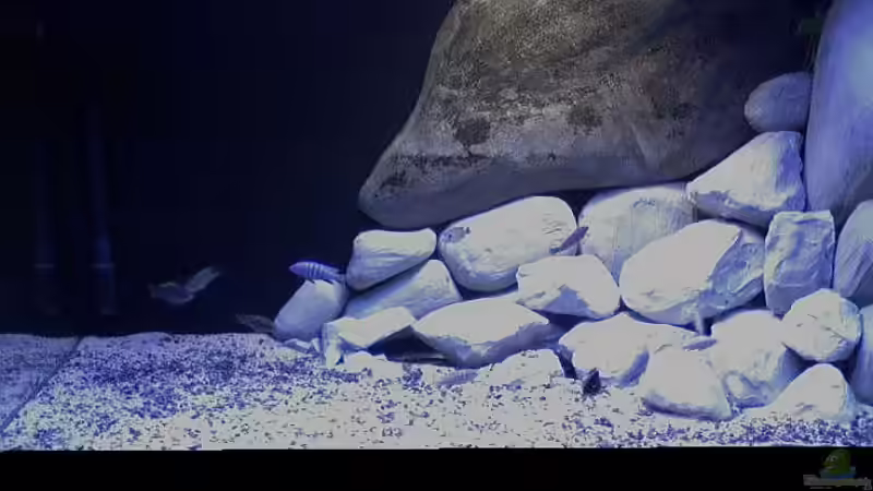 Aquarium Ostafrika/Felslitoral von mbunafreund (3)