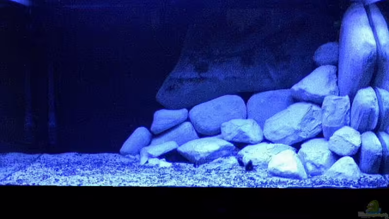 Aquarium Ostafrika/Felslitoral von mbunafreund (4)