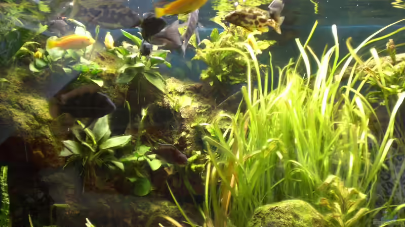 Aquarium Ostafrikanisches Becken von Robin (3)