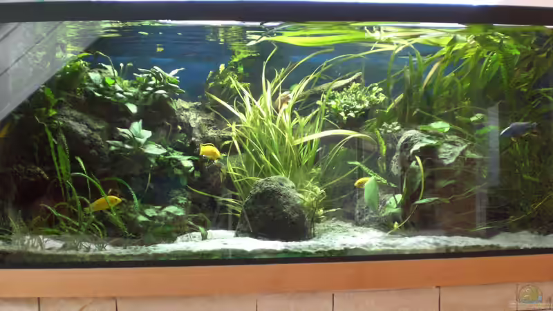 Aquarium Ostafrikanisches Becken von Robin (5)