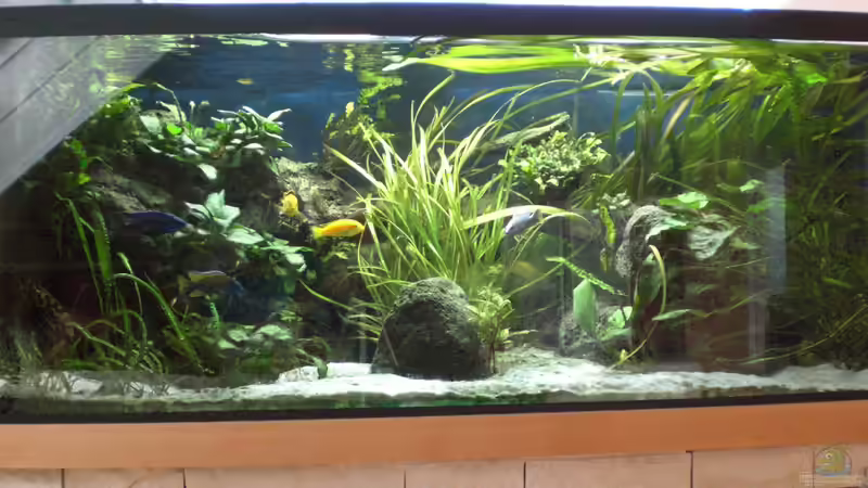 Aquarium Ostafrikanisches Becken von Robin (6)