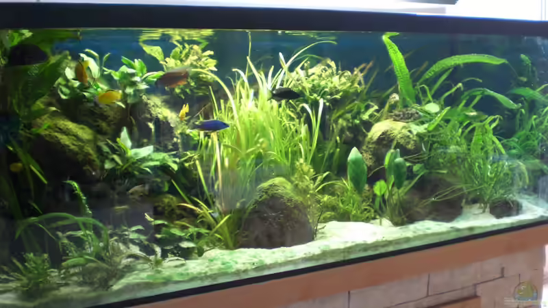 Aquarium Ostafrikanisches Becken von Robin (7)