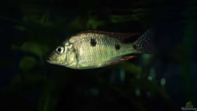 Aquarium Otopharynx fast wie zu Hause von MikeM. (2)