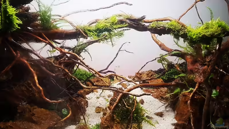 Aquarium Out of the dark- Into the sunset von JalaRoki (12)