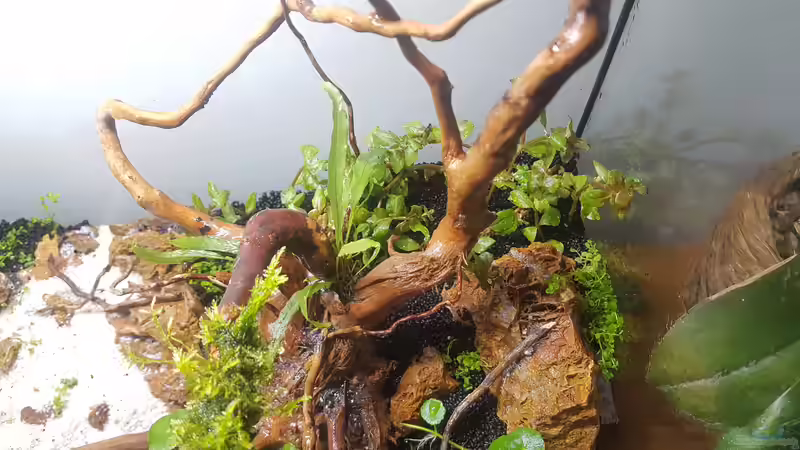 Aquarium Out of the dark- Into the sunset von JalaRoki (14)