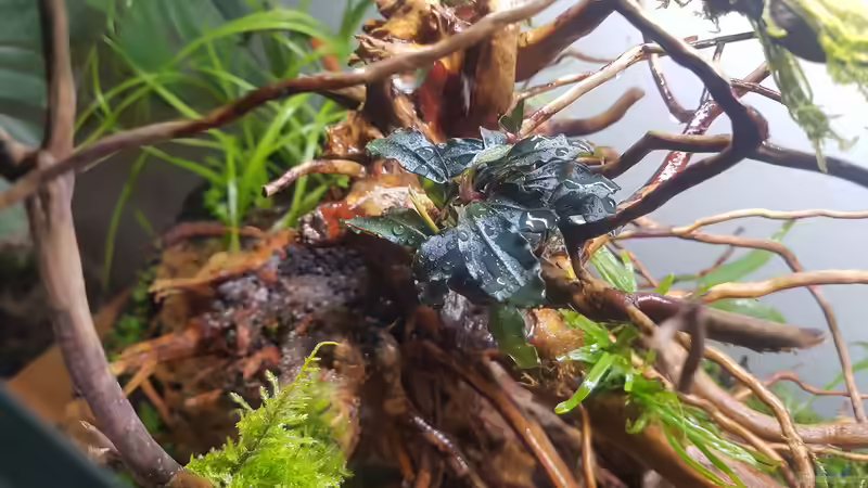 Aquarium Out of the dark- Into the sunset von JalaRoki (15)