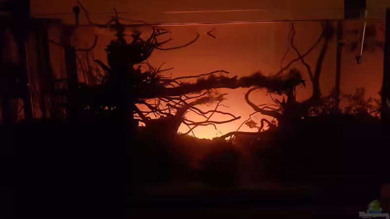 Aquarium Out of the dark- Into the sunset von JalaRoki (2)