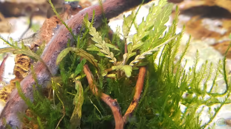 Aquarium Out of the dark- Into the sunset von JalaRoki (4)