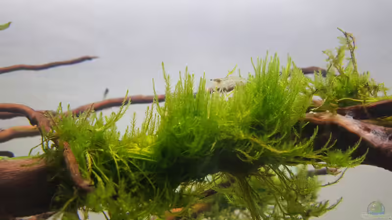 Aquarium Out of the dark- Into the sunset von JalaRoki (5)