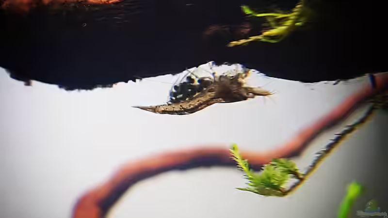 Aquarium Out of the dark- Into the sunset von JalaRoki (6)