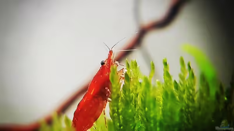 Aquarium Out of the dark- Into the sunset von JalaRoki (8)