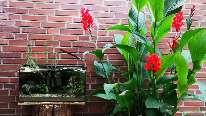 Aquarium Outdoorbecken von Heike Fuchs (2)