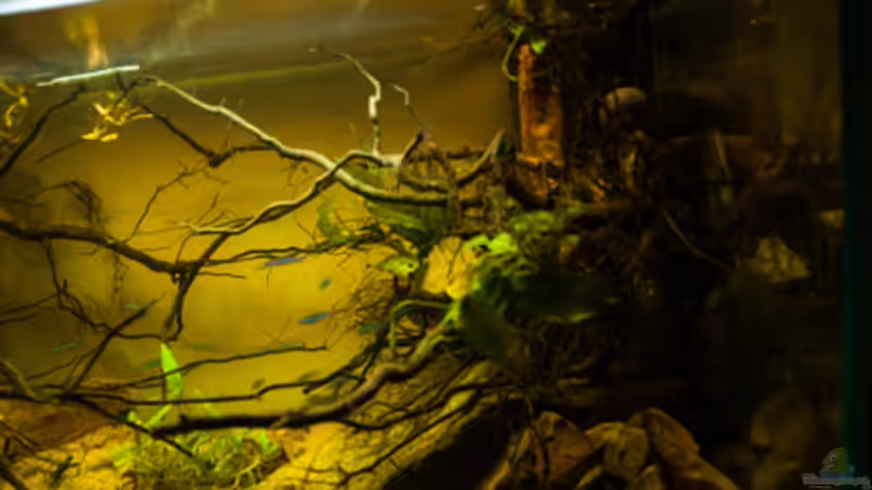 Aquarium P. taeniatus von Cichlid Power (3)