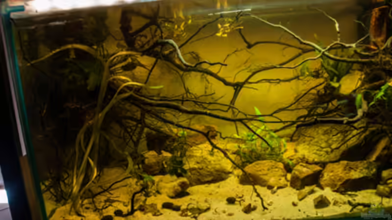 Aquarium P. taeniatus von Cichlid Power (4)