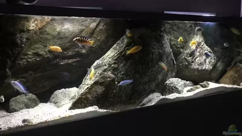 Aquarium pakati pa miyala von TheToxicAvenger (13)