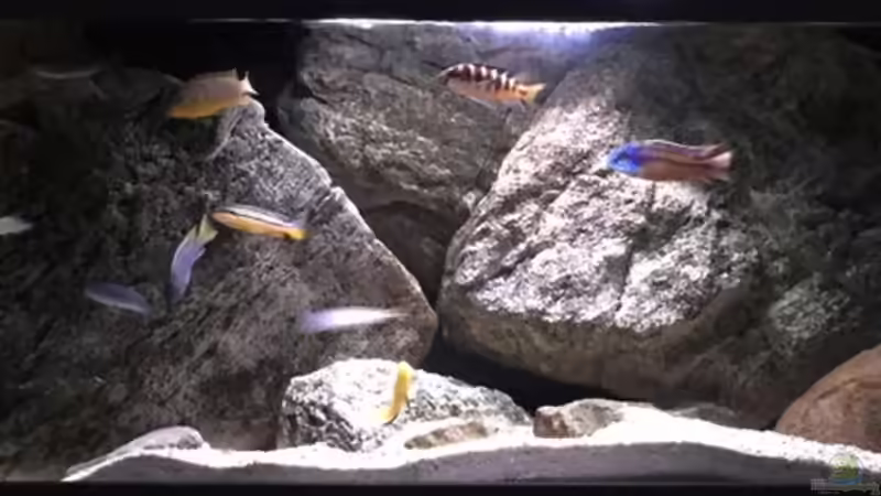 Aquarium pakati pa miyala von TheToxicAvenger (15)