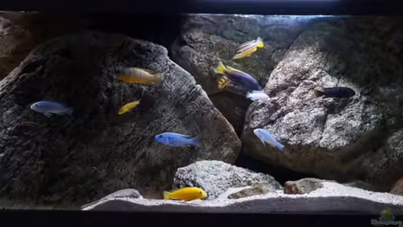 Aquarium pakati pa miyala von TheToxicAvenger (16) (17)