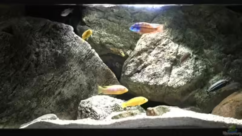 Aquarium pakati pa miyala von TheToxicAvenger (6)