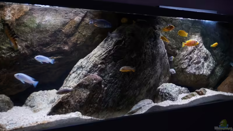 Aquarium pakati pa miyala von TheToxicAvenger (8)