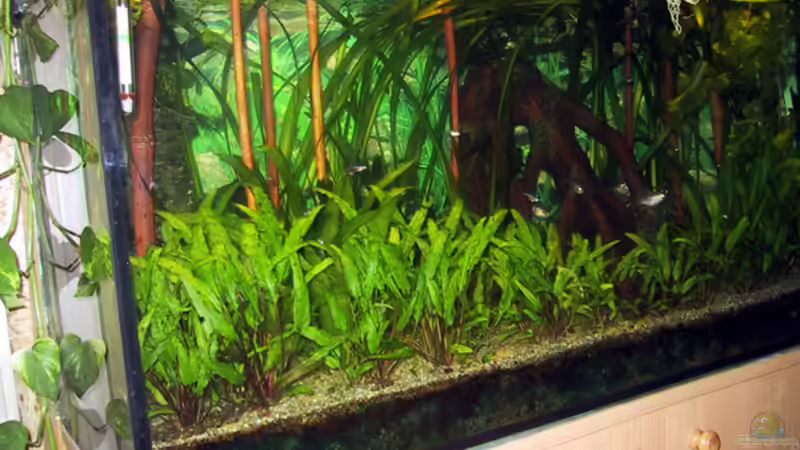 Aquarium Paludarium von Der Südamerikaner (19)