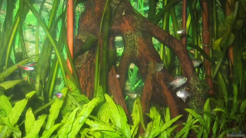 Aquarium Paludarium von Der Südamerikaner (21)