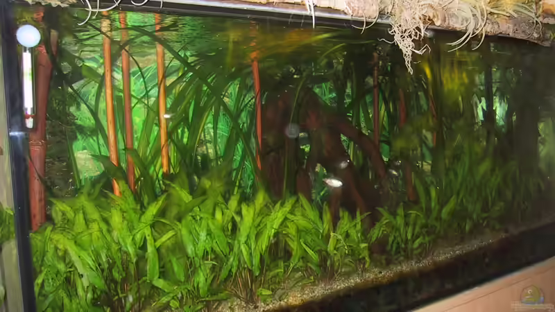 Aquarium Paludarium von Der Südamerikaner (22)