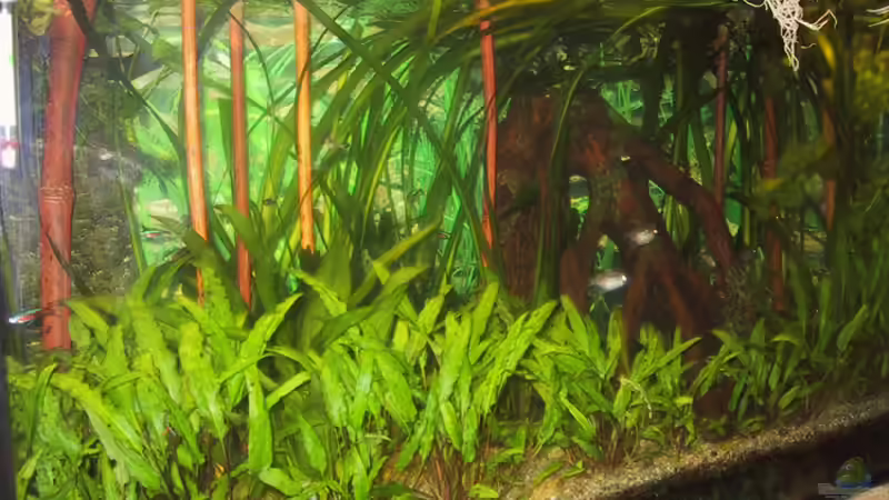 Aquarium Paludarium von Der Südamerikaner (24)