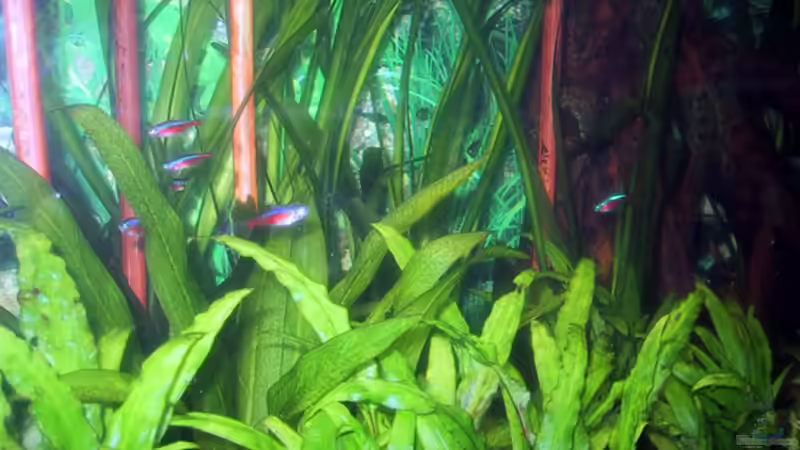 Aquarium Paludarium von Der Südamerikaner (25)