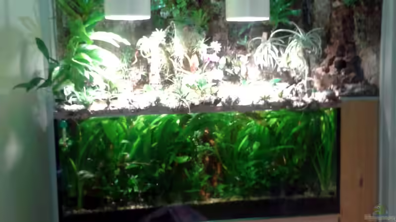 Aquarium Paludarium von Der Südamerikaner (9)