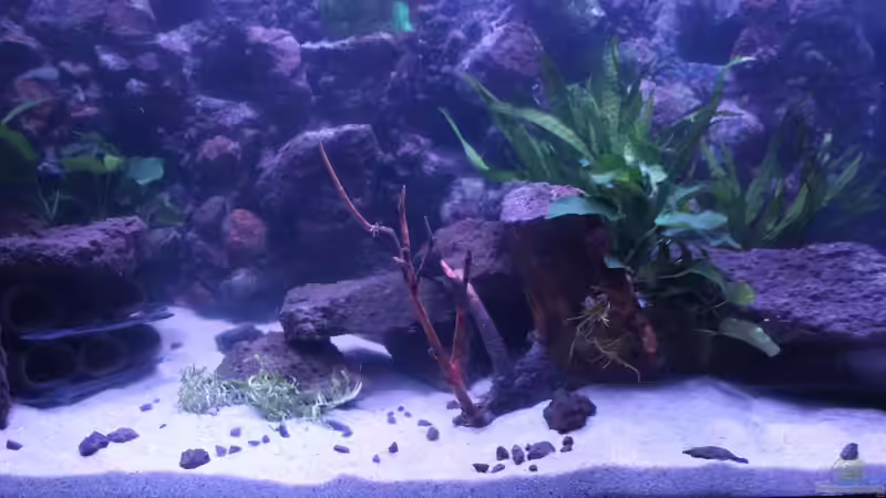 Aquarium Panaqolus Heaven von maxheadroom (10)