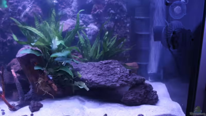 Aquarium Panaqolus Heaven von maxheadroom (12)
