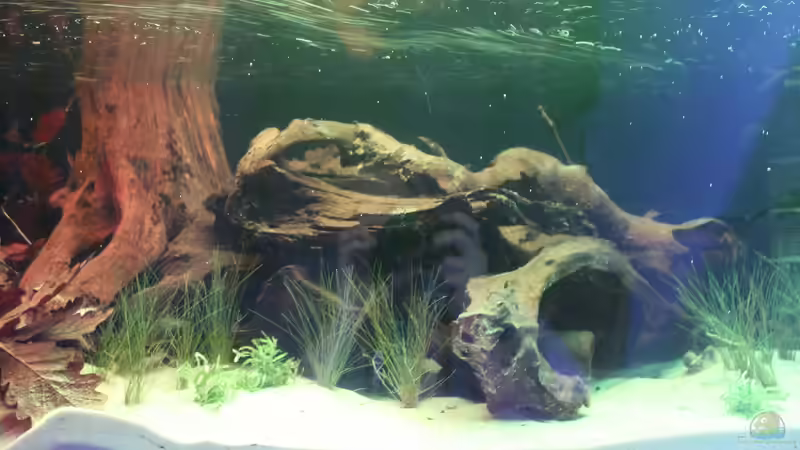 Aquarium Panaqolus Heaven von maxheadroom (16)