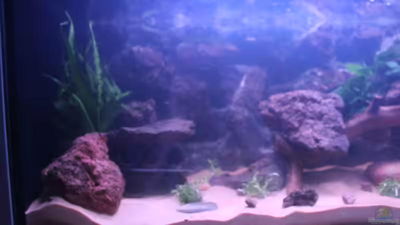 Aquarium Panaqolus Heaven von maxheadroom (17)