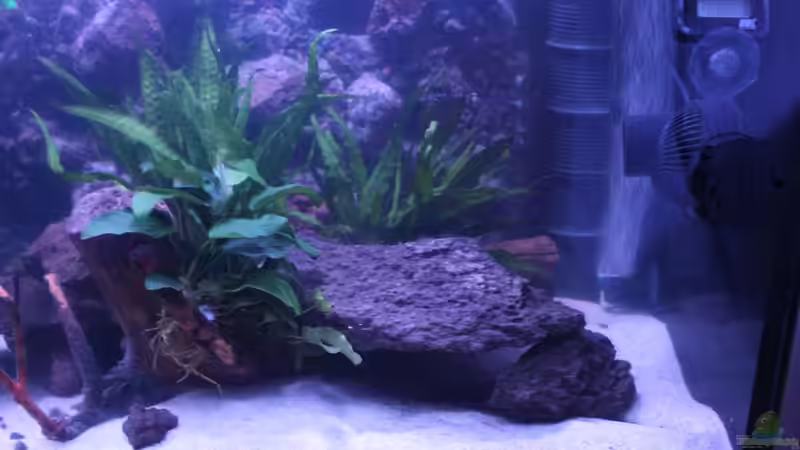Aquarium Panaqolus Heaven von maxheadroom (20)