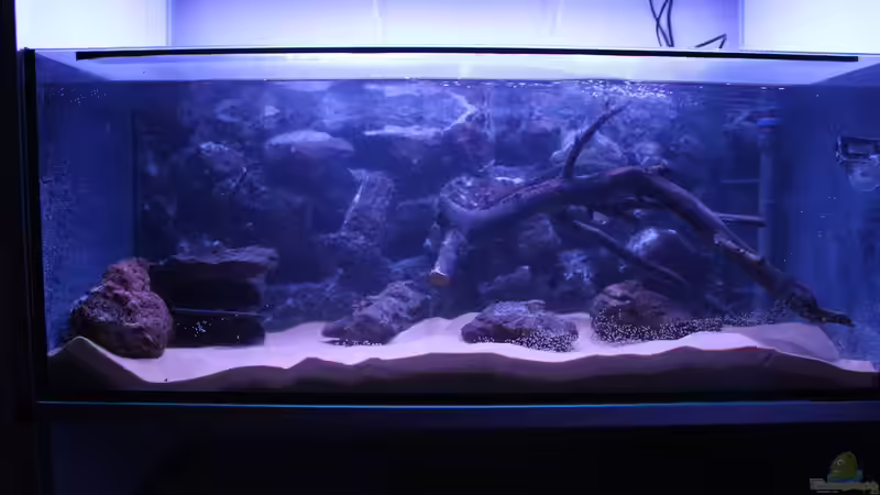 Aquarium Panaqolus Heaven von maxheadroom (21)