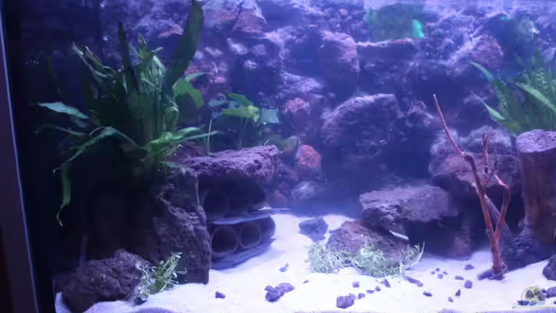 Aquarium Panaqolus Heaven von maxheadroom (24)