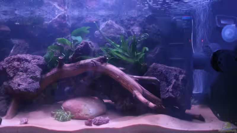 Aquarium Panaqolus Heaven von maxheadroom (25)