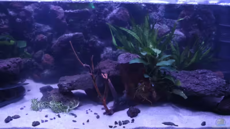 Aquarium Panaqolus Heaven von maxheadroom (26)