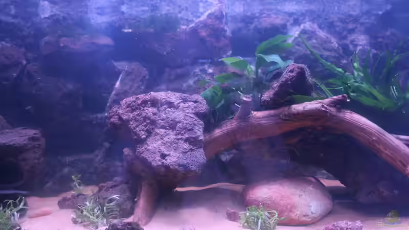 Aquarium Panaqolus Heaven von maxheadroom (4)